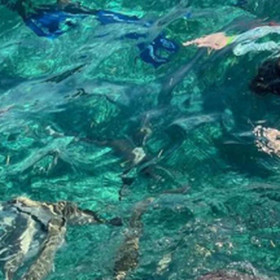 A sea turtle over the reef on a full-day snorkel charter in Belize