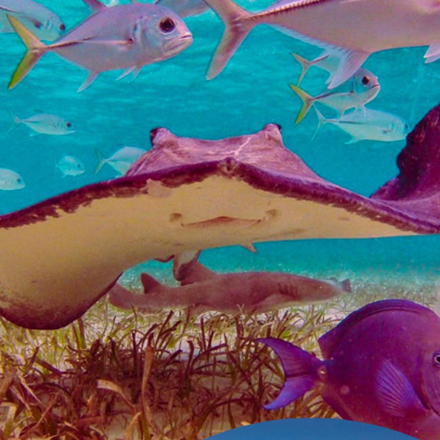 A stingray and reef fish in clear shallow water off Ambergris Caye