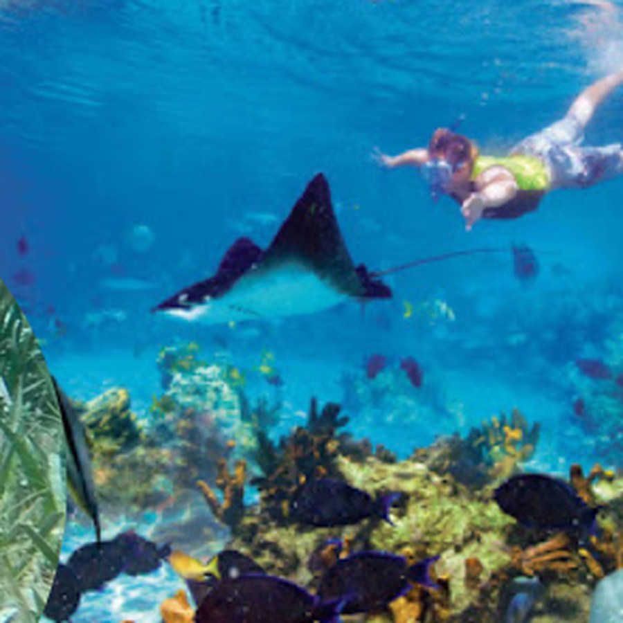 Coral heads and reef fish at Mexico Rocks, north Ambergris Caye