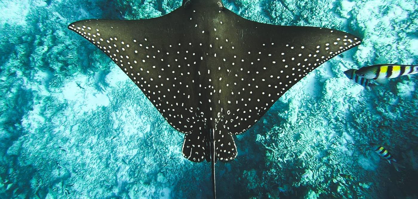 A manta ray from above